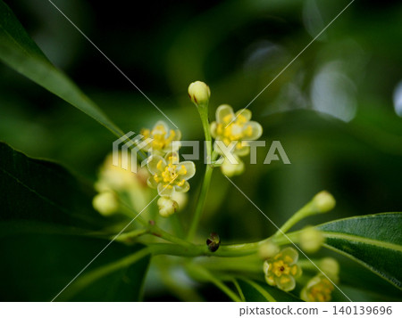 Close-up of the flowers and buds of Cinnamomum japonicum (close-up of the branch tips of Cinnamomum japonicum with flowers and buds) Close-up of the flowers and buds of Cinnamomum japonicum (close-up of the branch tips of Cinnamomum japonicum with flowers and buds) 140139696