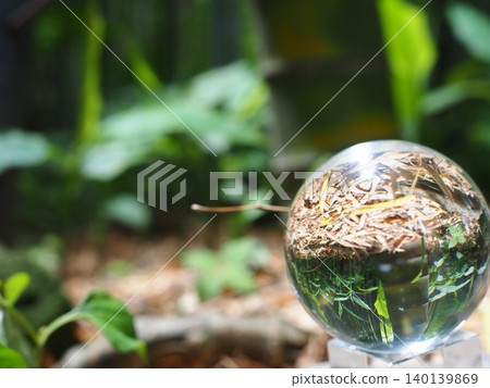 Forest reflected in the crystal Forest reflected in the crystal 140139869