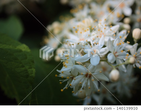 The lovely white flowers of the Deutzia crenata bloomed in May. The lovely white flowers of the Deutzia crenata bloomed in May. 140139910