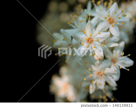 The lovely white flowers of the Deutzia crenata bloomed in May. The lovely white flowers of the Deutzia crenata bloomed in May. 140139911
