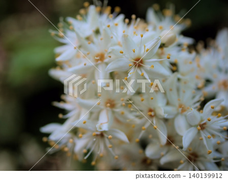 The lovely white flowers of the Deutzia crenata bloomed in May. 140139912