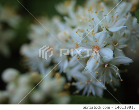 The lovely white flowers of the Deutzia crenata bloomed in May. The lovely white flowers of the Deutzia crenata bloomed in May. 140139913