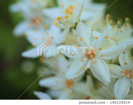 The lovely white flowers of the Deutzia crenata bloomed in May. The lovely white flowers of the Deutzia crenata bloomed in May. 140139914