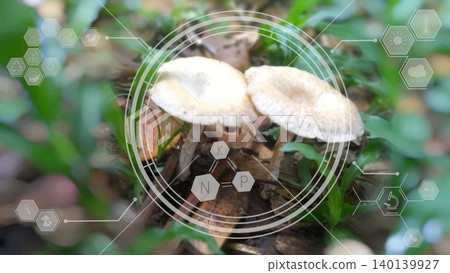 Wild mushrooms with semi-transparent digital icons on bokeh background representing smart farming, precision agriculture, technology for crop analysis, research for medicine and food 140139927