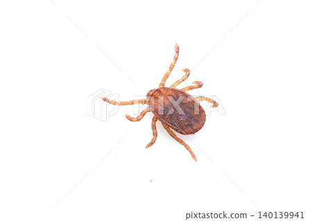 Tick larvae Tick larvae 140139941