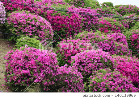 A landscape of a mountain slope covered in blooming pink azaleas. A landscape of a mountain slope covered in blooming pink azaleas. 140139969