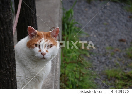 A scene where a cat is peeking out A scene where a cat is peeking out 140139970