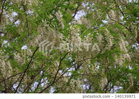 A landscape of trees with wild green leaves and wisteria blossoms with white petals. A landscape of trees with wild green leaves and wisteria blossoms with white petals. 140139971