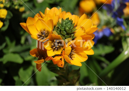 A close-up view of an Ornithogalum davium flower with yellow petals. A close-up view of an Ornithogalum davium flower with yellow petals. 140140012