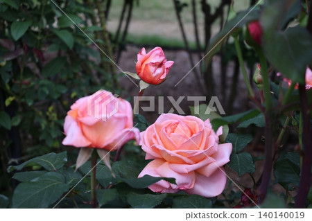 花園花壇裡盛開著名為「卡農」的粉紅色玫瑰。 花園花壇裡盛開著名為「卡農」的粉紅色玫瑰。 140140019