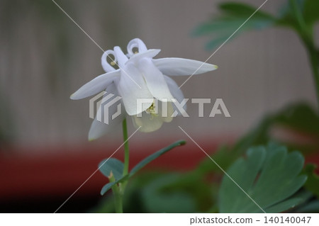 A close-up view of the white petals of the Aquilegia flabellata flower. A close-up view of the white petals of the Aquilegia flabellata flower. 140140047