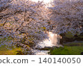 河濱公園裡的櫻花在夕陽下閃閃發光 140140050