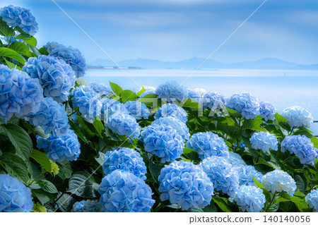 海邊的藍色繡球花 海邊的藍色繡球花 140140056