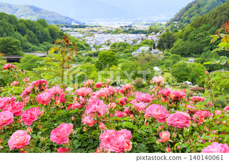Takato Shinwanooka Rose Garden Takato Shinwanooka Rose Garden 140140061