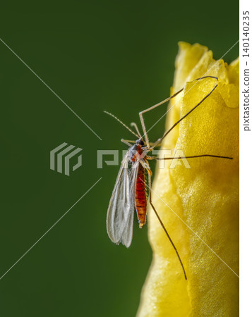 Macro of gall midge fly on Yellow Flower Petal With Green Background, Macro of gall midge fly on Yellow Flower Petal With Green Background, 140140235