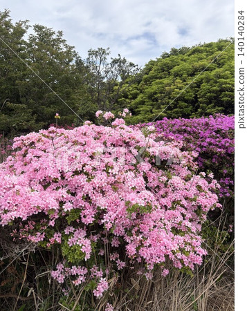 盛開的宮山霧島杜鵑花。 盛開的宮山霧島杜鵑花。 140140284