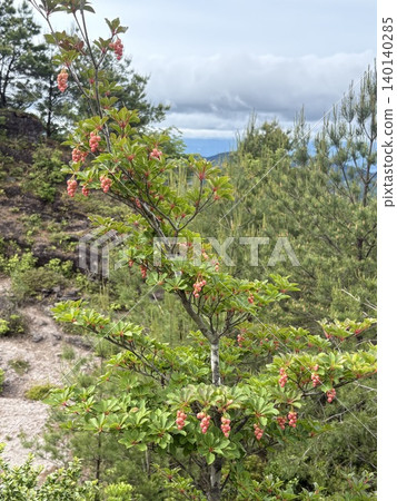 Enkianthus perulatus 盛開,春天的山 Enkianthus perulatus 盛開,春天的山 140140285