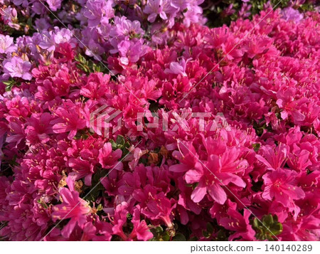 杜鵑花盛開在鮮紅色 140140289