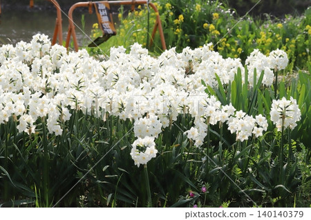 White daffodils blooming in the spring park White daffodils blooming in the spring park 140140379