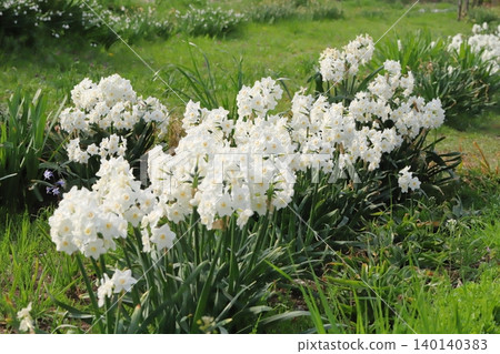 White daffodils blooming in the spring park White daffodils blooming in the spring park 140140383