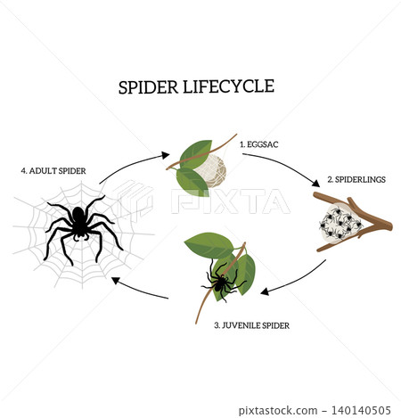 Spider life cycle infographic showing egg sac, spiderlings, juvenile spider, and adult spider connected with arrows. Educational biology illustration isolated on white background Spider life cycle infographic showing egg sac, spiderlings, juvenile spider, and adult spider connected with arrows. Educational biology illustration isolated on white background 140140505