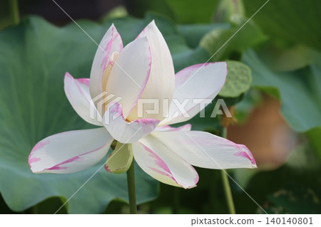 耀眼的晨光喚醒了沉睡的蓮花。 140140801