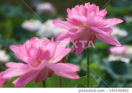 Vibrantly colored morning lotus flowers - Part 2 Vibrantly colored morning lotus flowers - Part 2 140140802