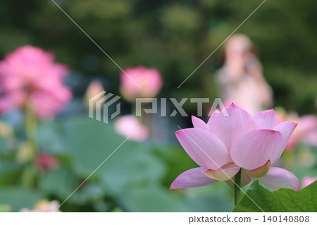 如同今晨的蓮花女神般高貴 如同今晨的蓮花女神般高貴 140140808