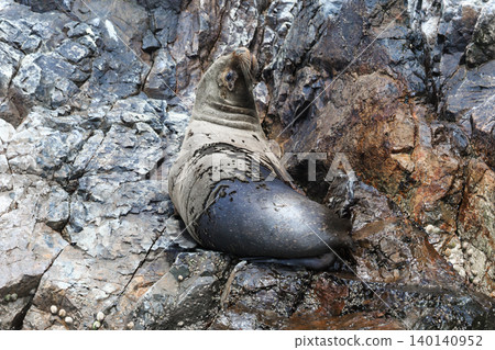 Sea lions fighting for a rock in the peruvian coast at Ballestas islands Peru Sea lions fighting for a rock in the peruvian coast at Ballestas islands Peru 140140952