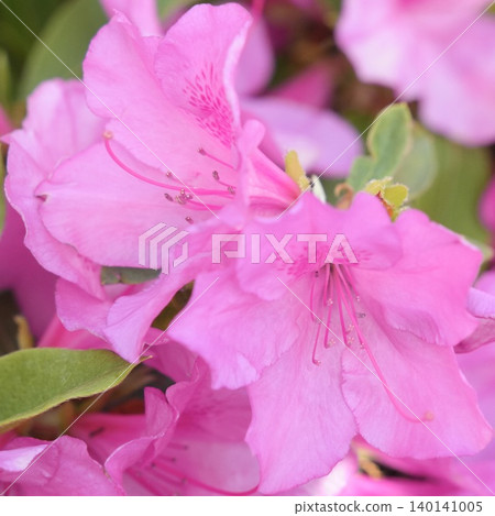 A close-up of a beautiful pink azalea. A close-up of a beautiful pink azalea. 140141005