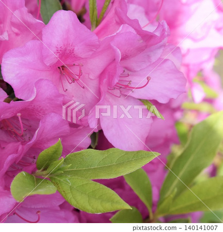A close-up of a beautiful pink azalea. 140141007