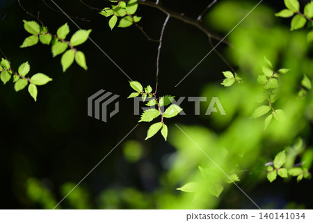 The trees on the mountain, bathed in sunlight and lush green leaves 140141034