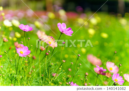 Vibrant cosmos flowers that add color to autumn Vibrant cosmos flowers that add color to autumn 140141082