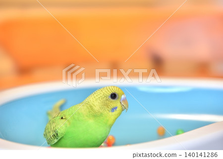 Melon is a curious budgie girl. 140141286