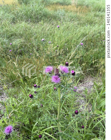 春野薊(Cirsium japonicum) 春野薊(Cirsium japonicum) 140141355