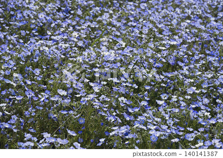 Nemophila Hill in Kobe Agri Park Nemophila Hill in Kobe Agri Park 140141387