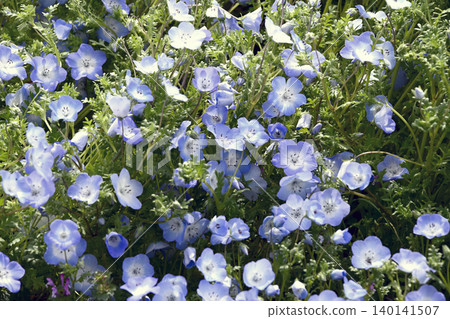 Nemophila Hill in Kobe Agri Park 140141507