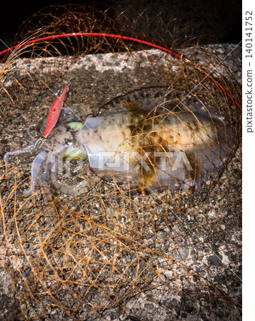 A bigfin reef squid caught at night A bigfin reef squid caught at night 140141752