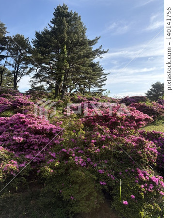 Azalea's blooming hill Azalea's blooming hill 140141756