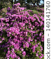 宮山霧島杜鵑花正值盛花期。 140141760