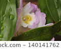 Rain-soaked orchid flowers 140141762