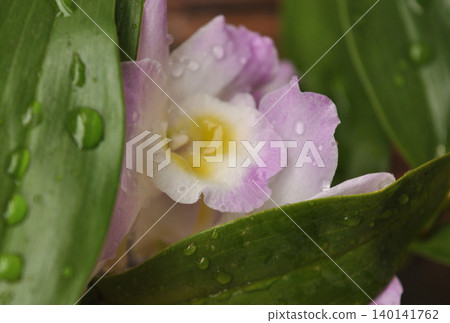 被雨水浸透的蘭花 被雨水浸透的蘭花 140141762