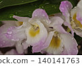 Rain-soaked orchid flowers 140141763