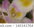 White run flowers 140141764