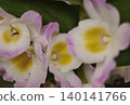 White run flowers 140141766