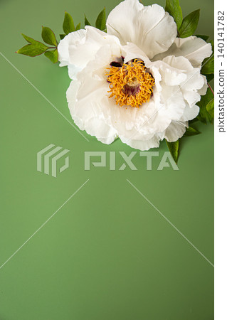 Large white peony flower with empty green copy space Large white peony flower with empty green copy space 140141782