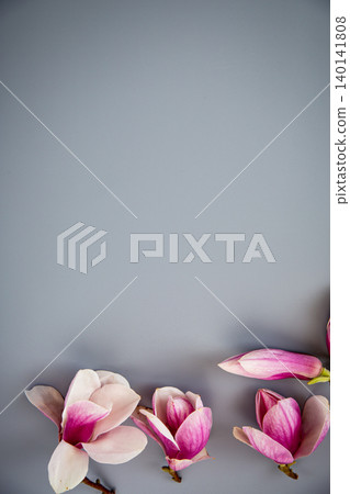 Delicate magnolia blossom frame with pastel gray minimal background Delicate magnolia blossom frame with pastel gray minimal background 140141808