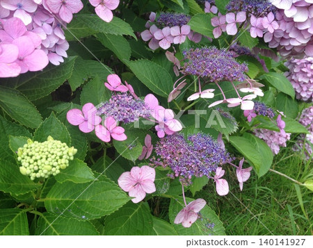 Hydrangea (Lacecap Hydrangea, Plum) Hydrangea (Lacecap Hydrangea, Plum) 140141927