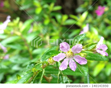 Mexican willow (also known as cuphea) in Okinawa Mexican willow (also known as cuphea) in Okinawa 140141930
