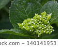 Hydrangea of a hydrangea 140141953